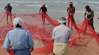 Unbelievable So Many fishes Caught In Seine Net You wont Believe How they Caught [upl. by Hibbs]