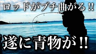 堤防からワラサが釣れた‼︎ [upl. by Ylime]