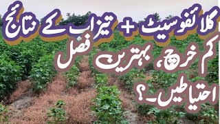 How to improve Glyphosate Efficiency  Glyphosate amp acid spray results  weeds control in cotton [upl. by Eyeleen225]