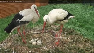 Makov  sweet family together on white stork nest  16 May 2013 [upl. by Wistrup180]