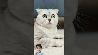 funnycat video 🐈short video [upl. by Lyndes]