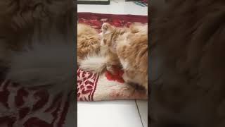 Cats love  Male Cat licking her kitten first time  youtube ytshorts [upl. by Margaux]