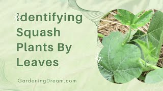 Identifying Squash Plants By Leaves [upl. by Anitnoc]