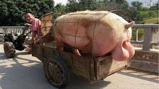 WOW Amazing Biggest Pig in The World  New Agriculture Technologies [upl. by Alyekahs44]