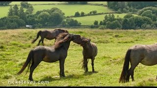 Dartmoor England Wild Horses and Stone Circles [upl. by Ettolrahc172]