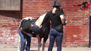 Redwings equine behaviour demonstration Leg handling [upl. by Annairam]