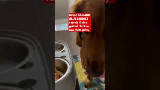 Dog is having dinner😋 goldenretriever dog doglover doglife dogowner dogvideos pets shorts [upl. by Camm819]