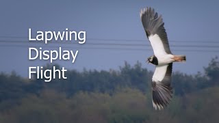 Lapwing Display Flight [upl. by Atilol]