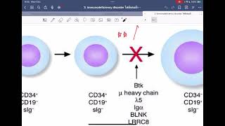 ติว Immuno pharm Final part 2  rxcu85 [upl. by Elleina612]