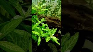 Hygrophila polysperma plant 🍀 [upl. by Gaiser]