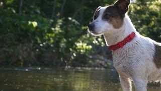 Jack Russells work to catch a fish [upl. by Swithbert]