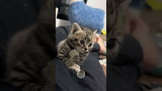 FUNNY CAT 😹😹😹 Episode 41 shorts funnycats randomcat funnyanimals [upl. by Floridia9]