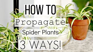 How To Propagate Spider Plants The Correct Way  Best 3 Ways To Propagate Spider Plantlets [upl. by Henryson]