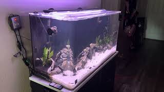 Clear for Life 90 gallon Aquarium setup [upl. by Prouty32]