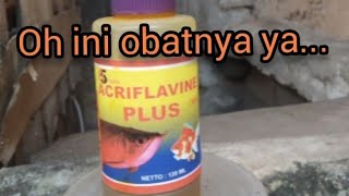 Manfaat  Fungsi obat ikan guppy  ACRIFLAVINE PLUS [upl. by Dnalrag]