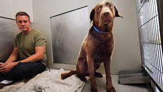 Chocolate Lab Neglected for YEARS Until this Happens… [upl. by Grove]