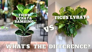 DWARF Fiddle Leaf Fig  Ficus Lyrata VS Ficus Lyrata DWARF  Ficus Lyrata BAMBINO [upl. by Glogau]