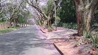 blooming jacaranda trees Houghton south Africa 🇿🇦 [upl. by Buckels976]