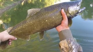 salmon fishing on the Nottawasaga River [upl. by Lorou]