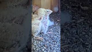 Short Lesser kestrel nestlings chase after their mom [upl. by Revart28]