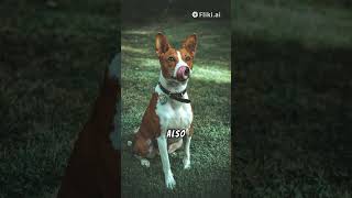 The Basenji The Dog That Doesnt Bark [upl. by Nutsud]