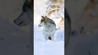 Gray Wolf  Where Do They Live [upl. by Colman723]