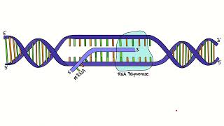 34 first step transcription [upl. by Otilesoj]