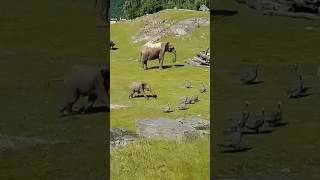 Elephant funny video elephantvideo elephant funvideos elephantcartoon viralelephant [upl. by Annhej]