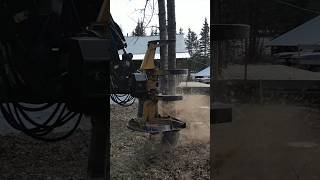 Unstoppable forest cutter heavyequipment work sound logging machinery logger fast [upl. by Mahla351]