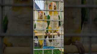 Whitebellied Parrot in shrirampur birds market yt birds viral kolkata short pet ytshots [upl. by Oicnaneb]