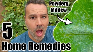 POWDERY MILDEW  5 Home Remedies [upl. by Leynwad]