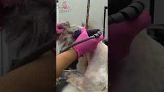 Best way to trim a dogs matted head [upl. by Tjon]