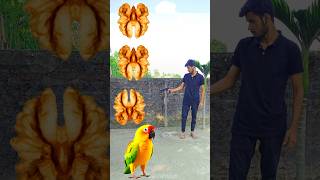 Rounding walnut shell to Duck Peacock Pigeon amp Parrot  Birds names magic video [upl. by Blunt]