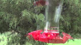 Hummingbirds and Sugar Water Recipe and feeder care [upl. by Floyd]