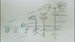 How to draw Germination of seedvelsartclasses2996 [upl. by Eidnyl355]