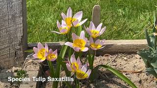 Saxitilis Species Tulip  Bulbs for Fall Planting [upl. by Lenka]