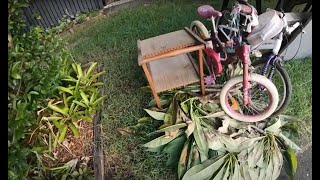 NO 4 TRASH PICKING ASHGROVE RICH BRISBANE SUBURB COOL RETRO FINDS 25TH JANUARY 2024 [upl. by Nolitta284]