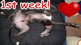 Adopting a Greyhound 💗 My 1st week with my retired racing dog [upl. by Maurits]