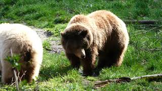 Wildpark Poing bei München  Braunbären Adler und mehr [upl. by Abisia6]