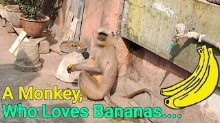 A Monkey Who Loves Bananas 🍌🍌 [upl. by Ahseya]