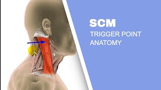 Sternocleidomastoid Muscle SCM Trigger Points [upl. by Thurmond611]