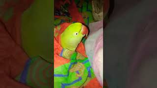 Agar tum mil jao zamana chod denge hum cute parrot Gopi youtubeshorts [upl. by Leakim786]