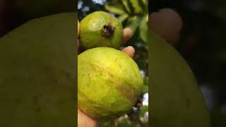 fruitgarden fruit guava 🍐 harvesting 🧺 [upl. by Anon]