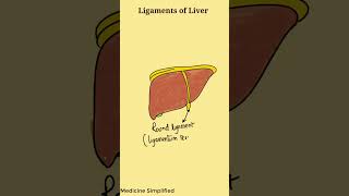 Ligaments of Liver  Liver ligaments Anatomy  Anatomy of Liver Ligaments anatomy [upl. by Ennazzus746]