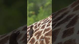 Red Billed Ox pecker on a Giraffe subscribe [upl. by Isaiah695]