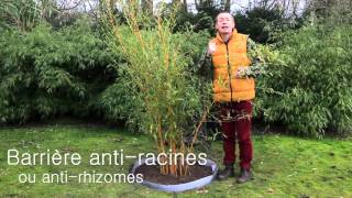 Comment planter un bambou Phyllostachys  avec barrière antirhizomes [upl. by Llennehc8]