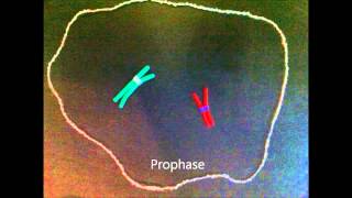 Mitosis claymation  IPMAT [upl. by Shlomo]