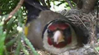 brooding Goldfinch [upl. by Elgar]