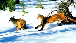 PUMA vs LOBO  ¿Quién Ganaría  EPIC VERSUS 🐱🆚🐺 [upl. by Erlin525]