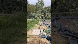 Pruning and Harvesting Olive Tree🌱🫒 [upl. by Fregger]